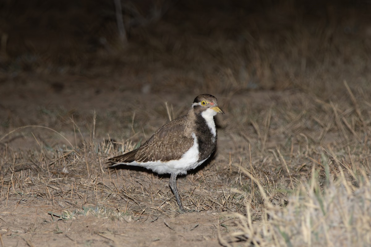 Banded Lapwing - ML646931571