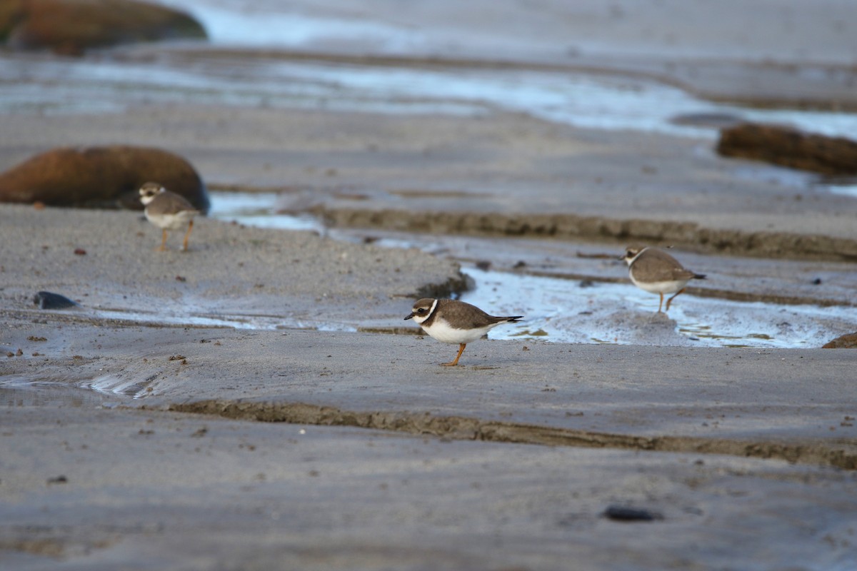 Common Ringed Plover - ML646931572