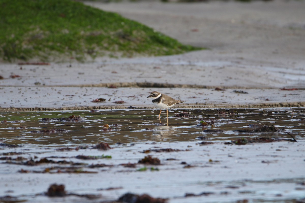 Common Ringed Plover - ML646931573