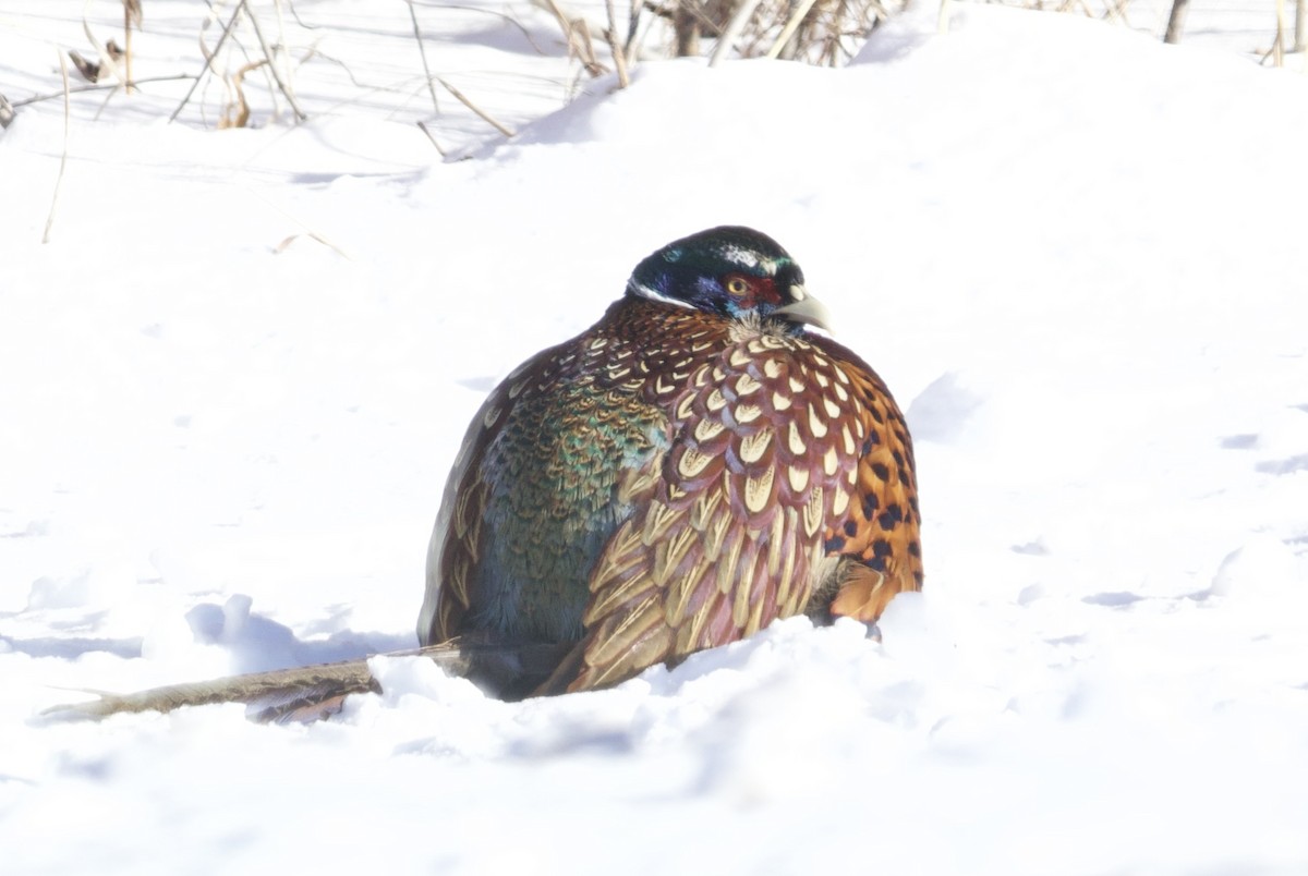 Ring-necked Pheasant - ML646931574