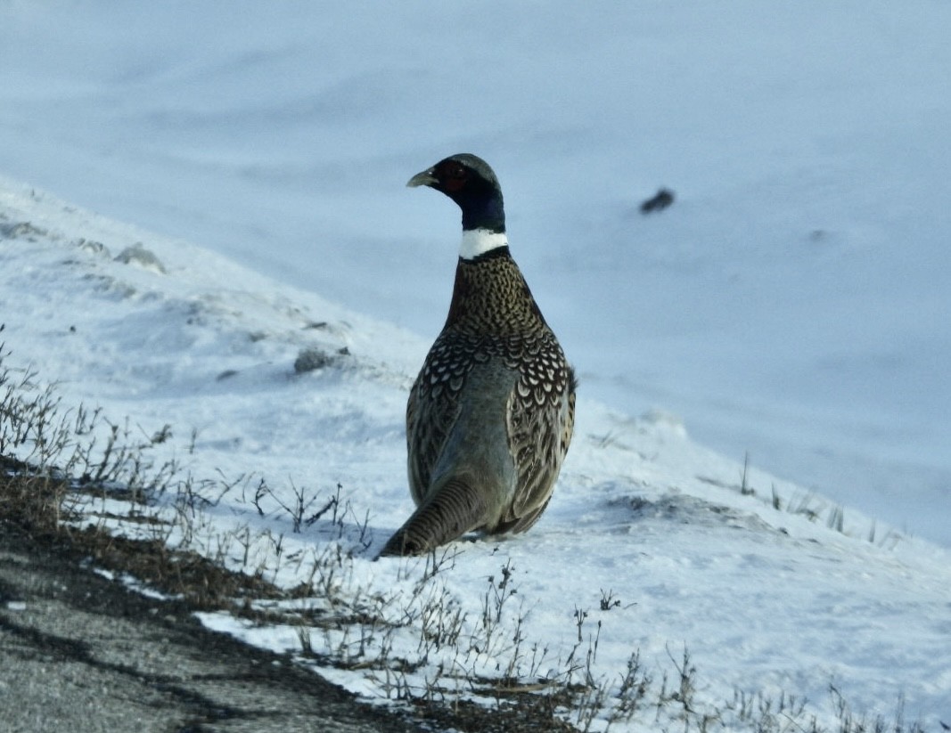 Ring-necked Pheasant - ML646931575