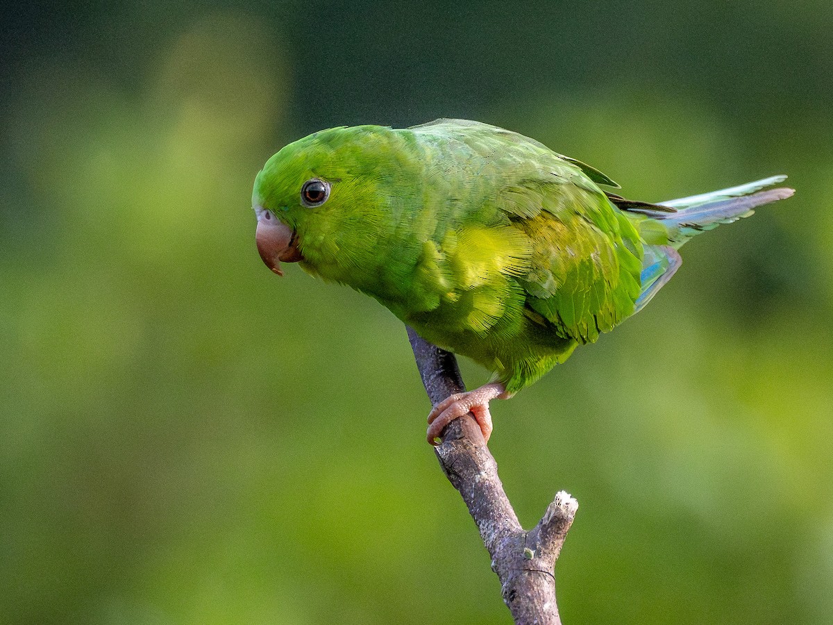 Plain Parakeet - ML646931577