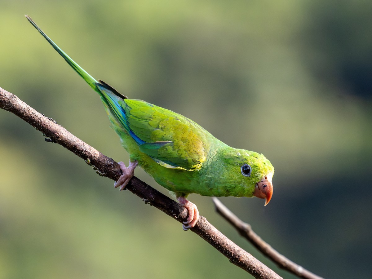 Plain Parakeet - ML646931578