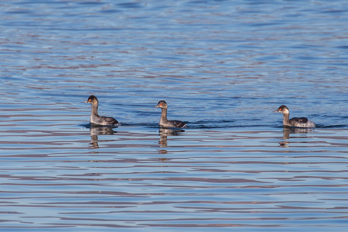 Eared Grebe - ML646931579