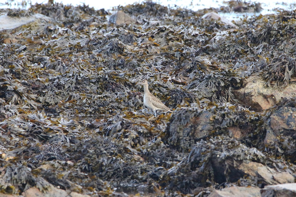 Eurasian Whimbrel (European) - ML646931582