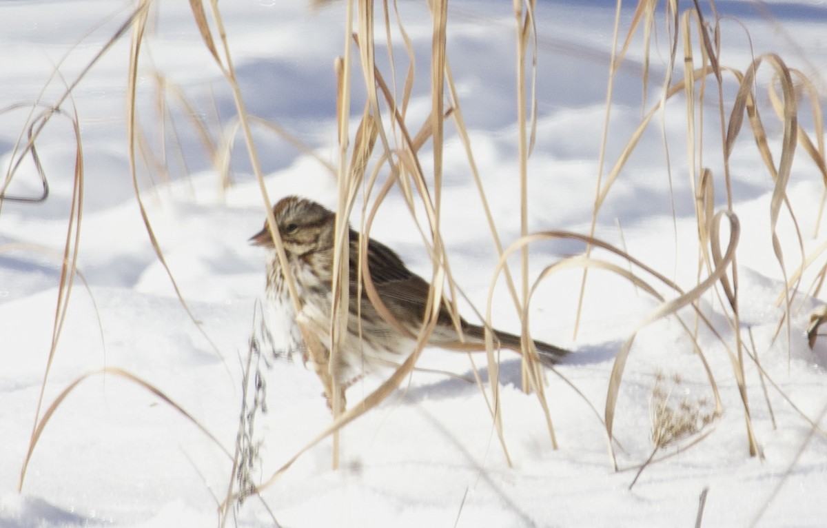 Song Sparrow - ML646931583