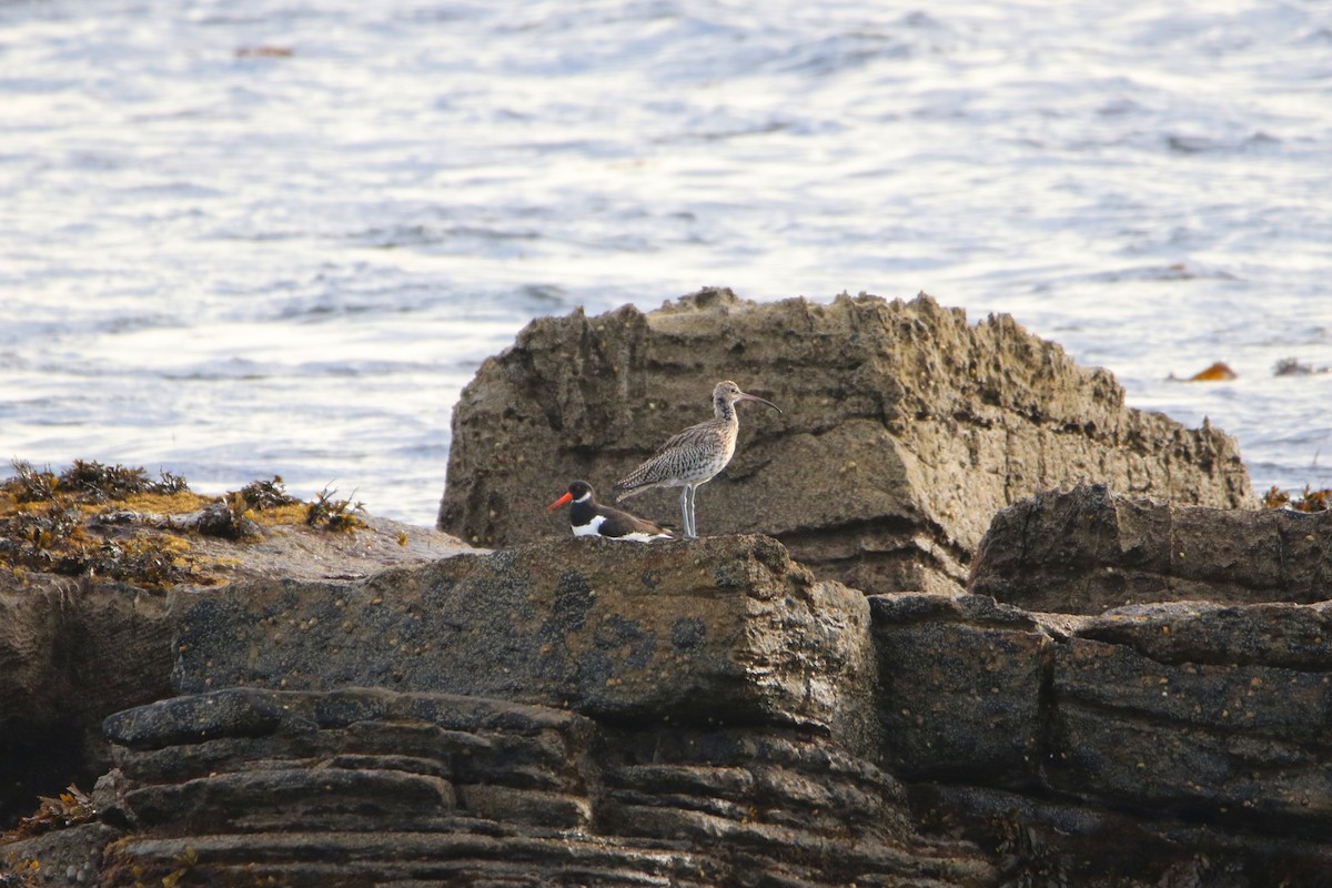 Eurasian Curlew - ML646931586