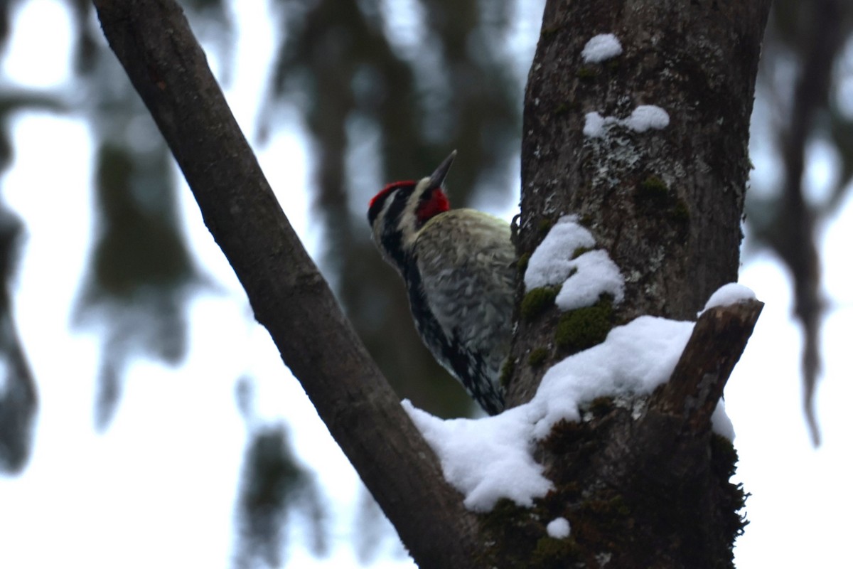 Yellow-bellied Sapsucker - ML646931588