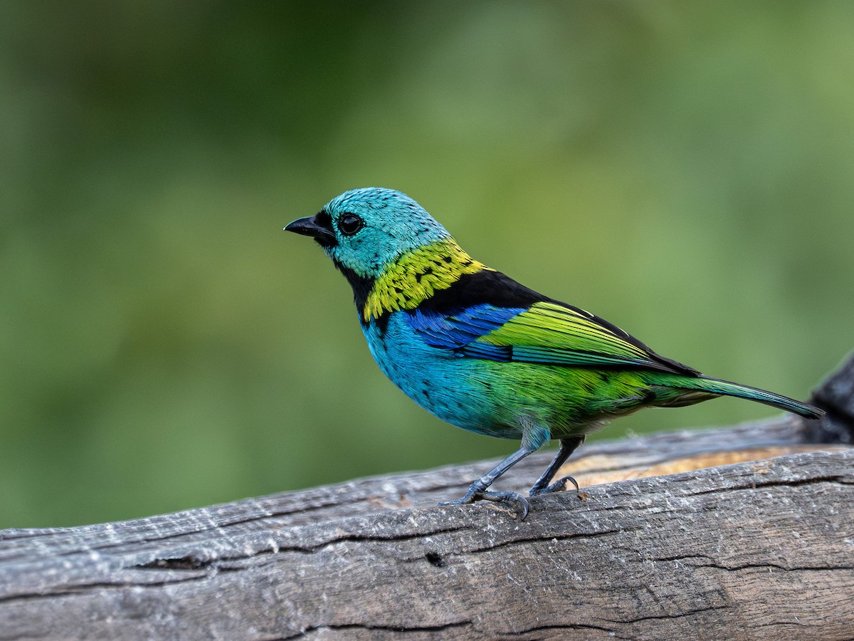 Green-headed Tanager - ML646931590