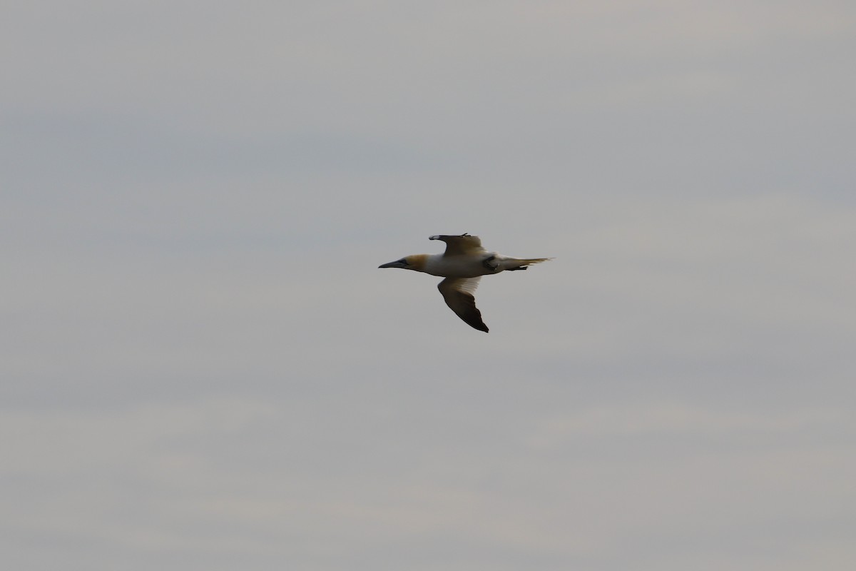 Northern Gannet - ML646931591