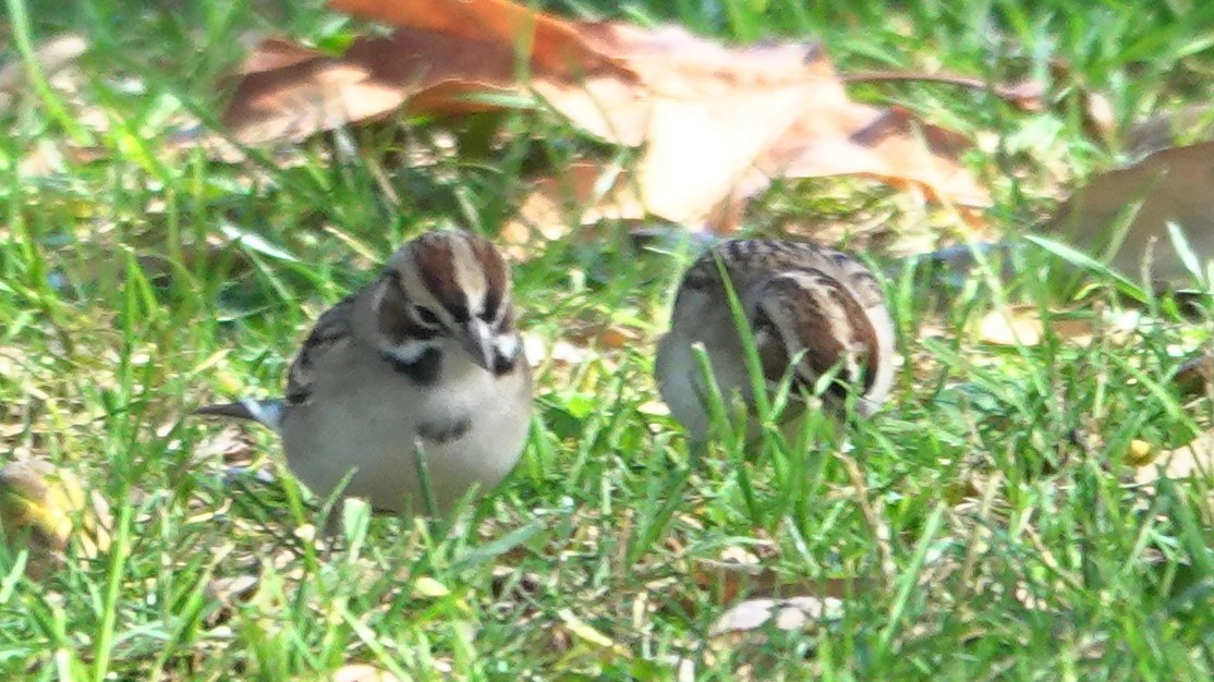 Lark Sparrow - ML646931592