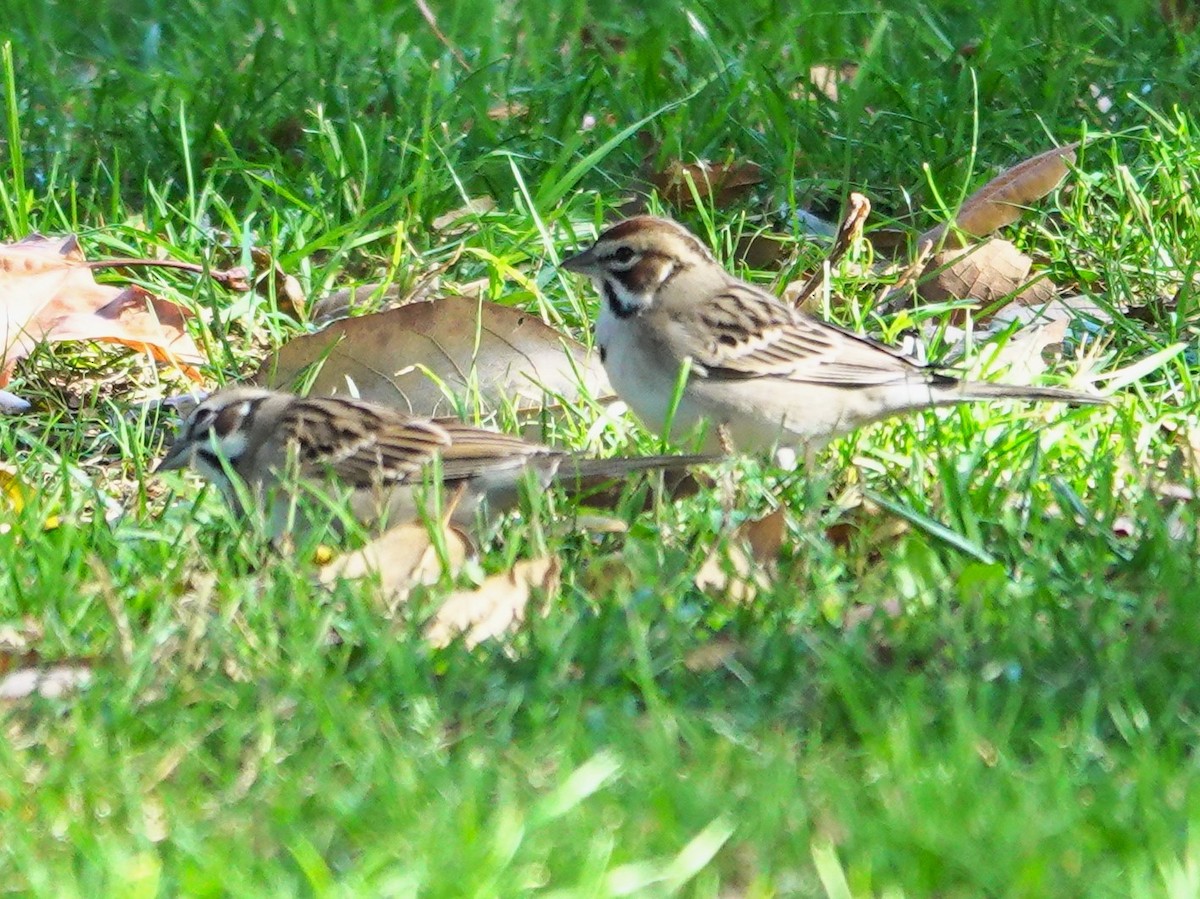 Lark Sparrow - ML646931593