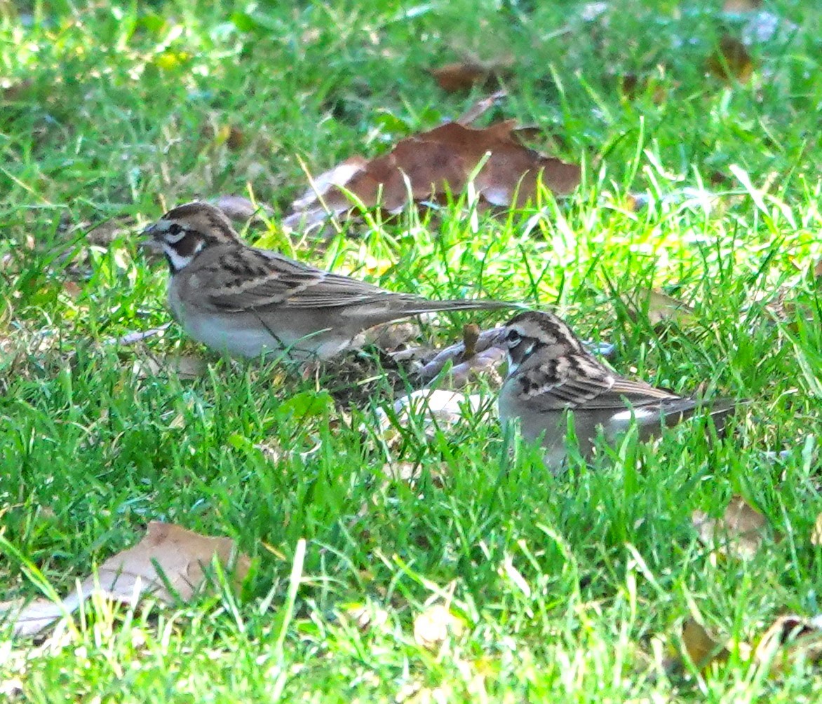 Lark Sparrow - ML646931594