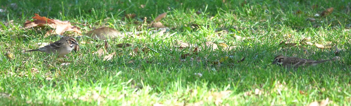 Lark Sparrow - ML646931595