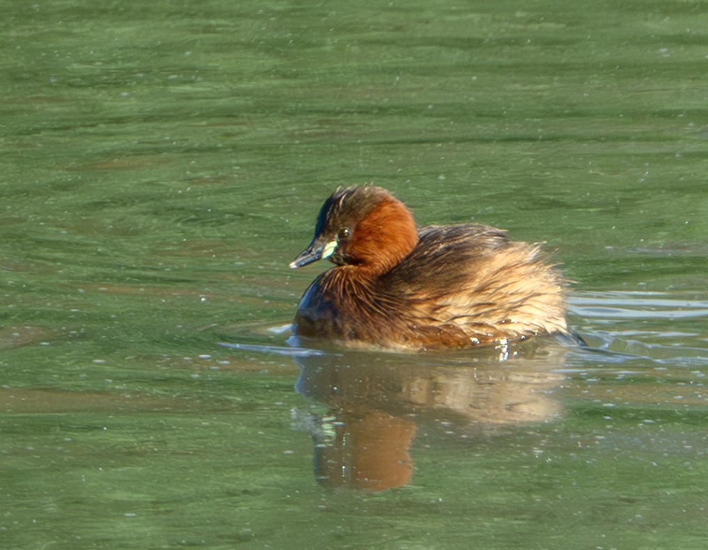 Little Grebe - ML646931600