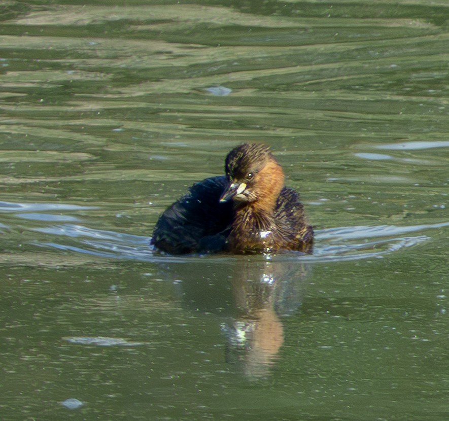 Little Grebe - ML646931601