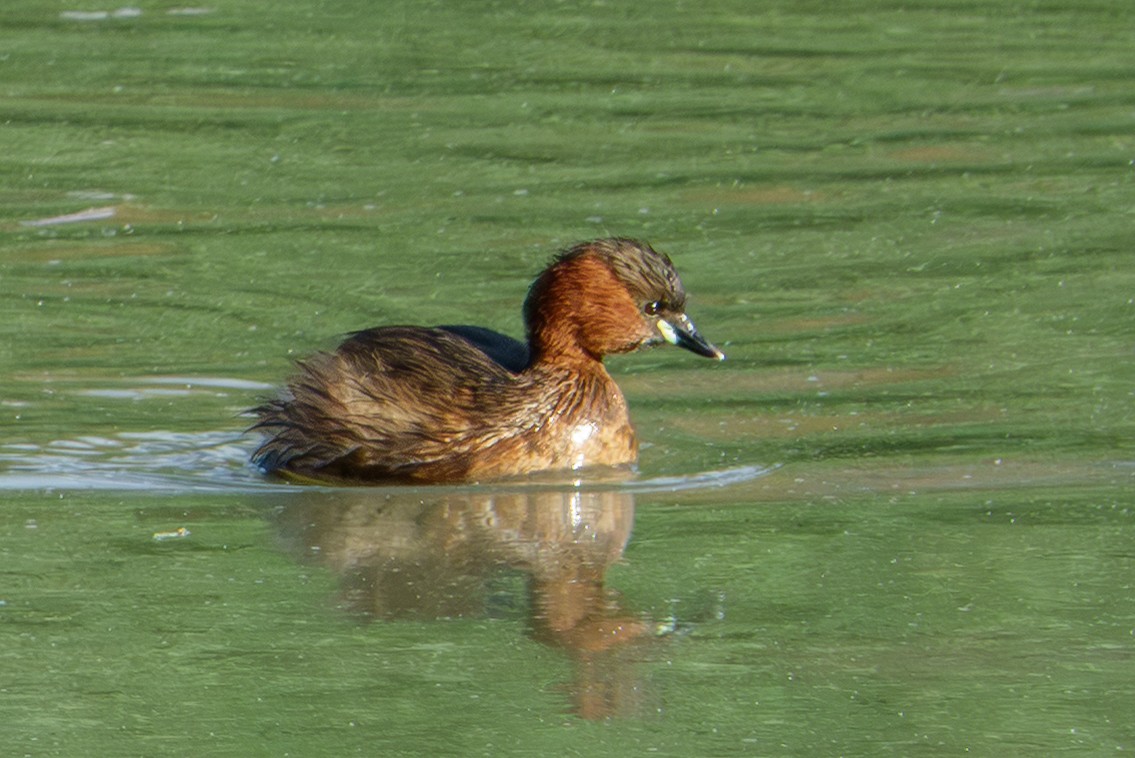 Little Grebe - ML646931602