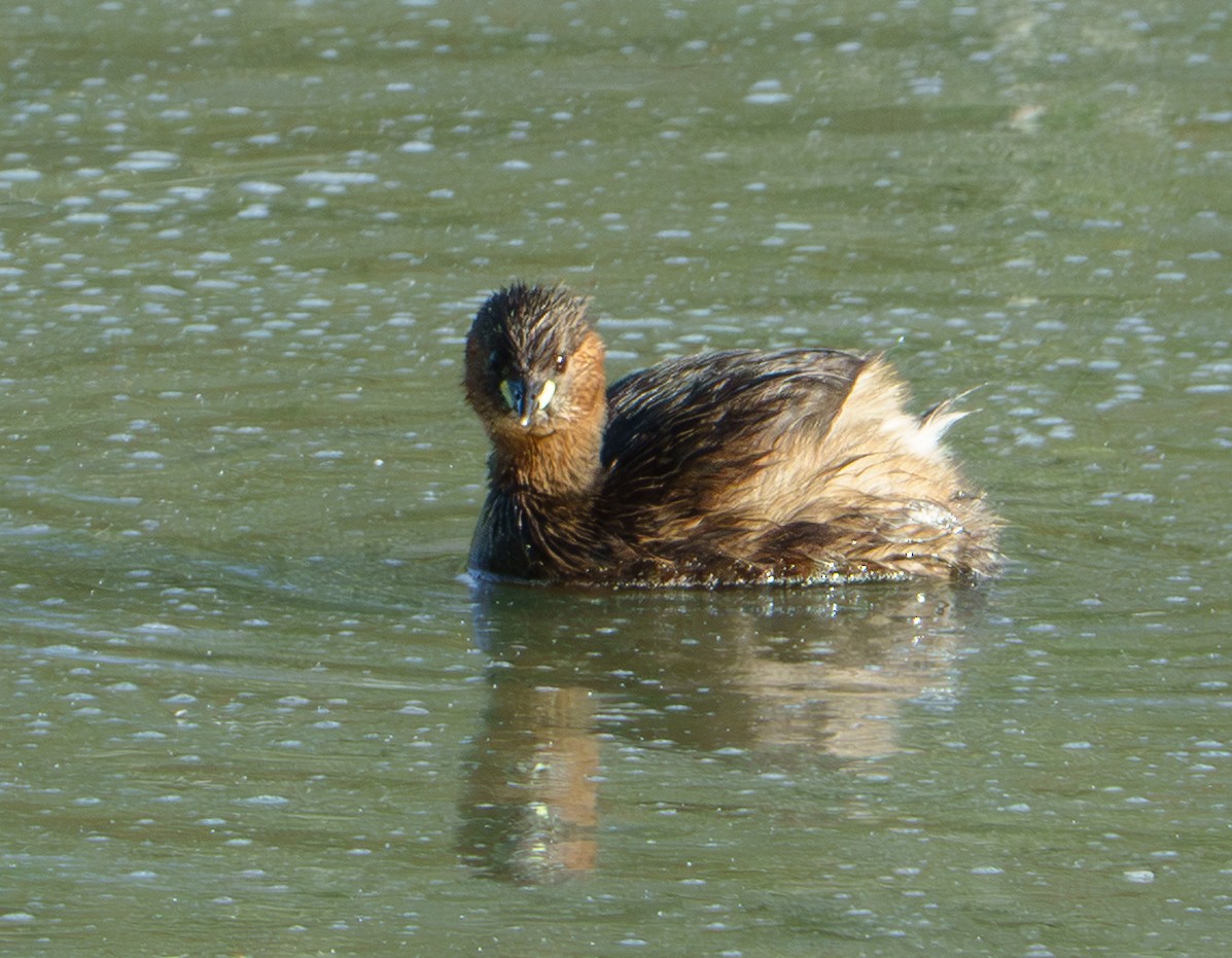 Little Grebe - ML646931603