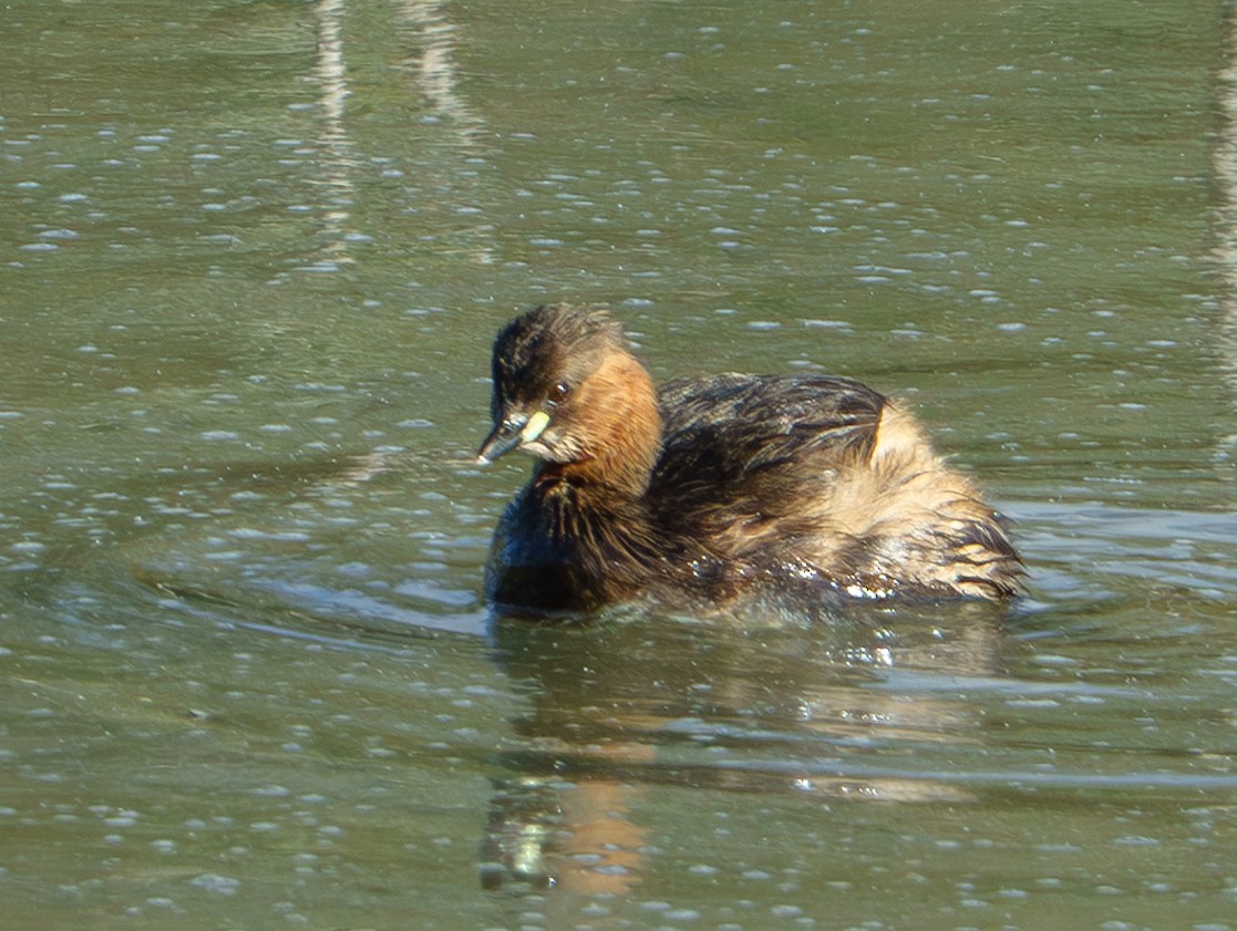 Little Grebe - ML646931604