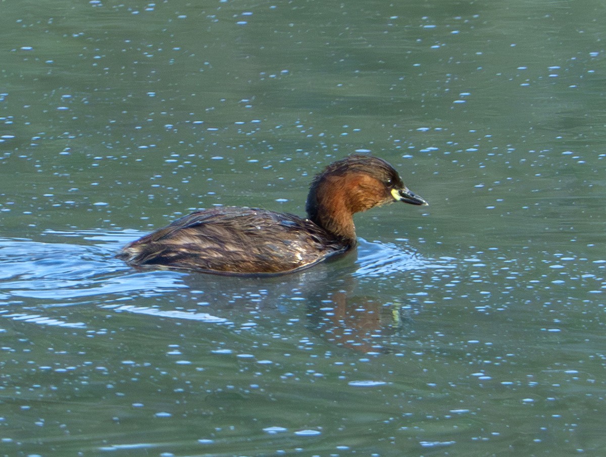 Little Grebe - ML646931605