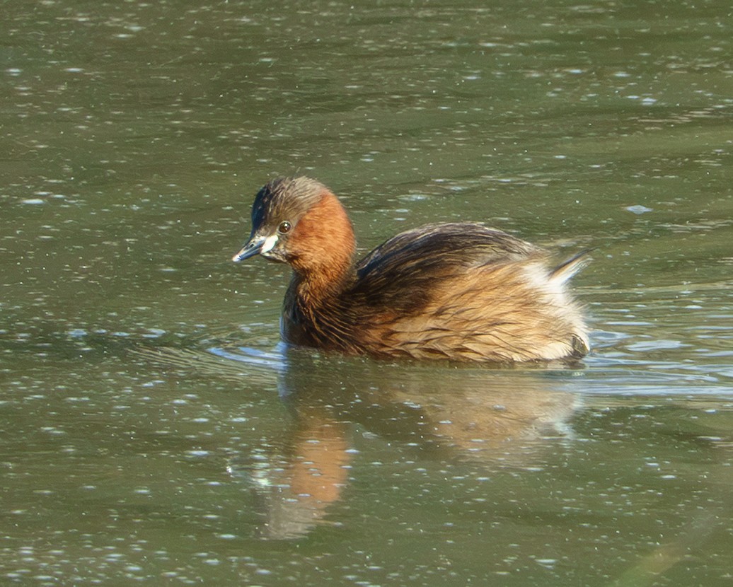 Little Grebe - ML646931606