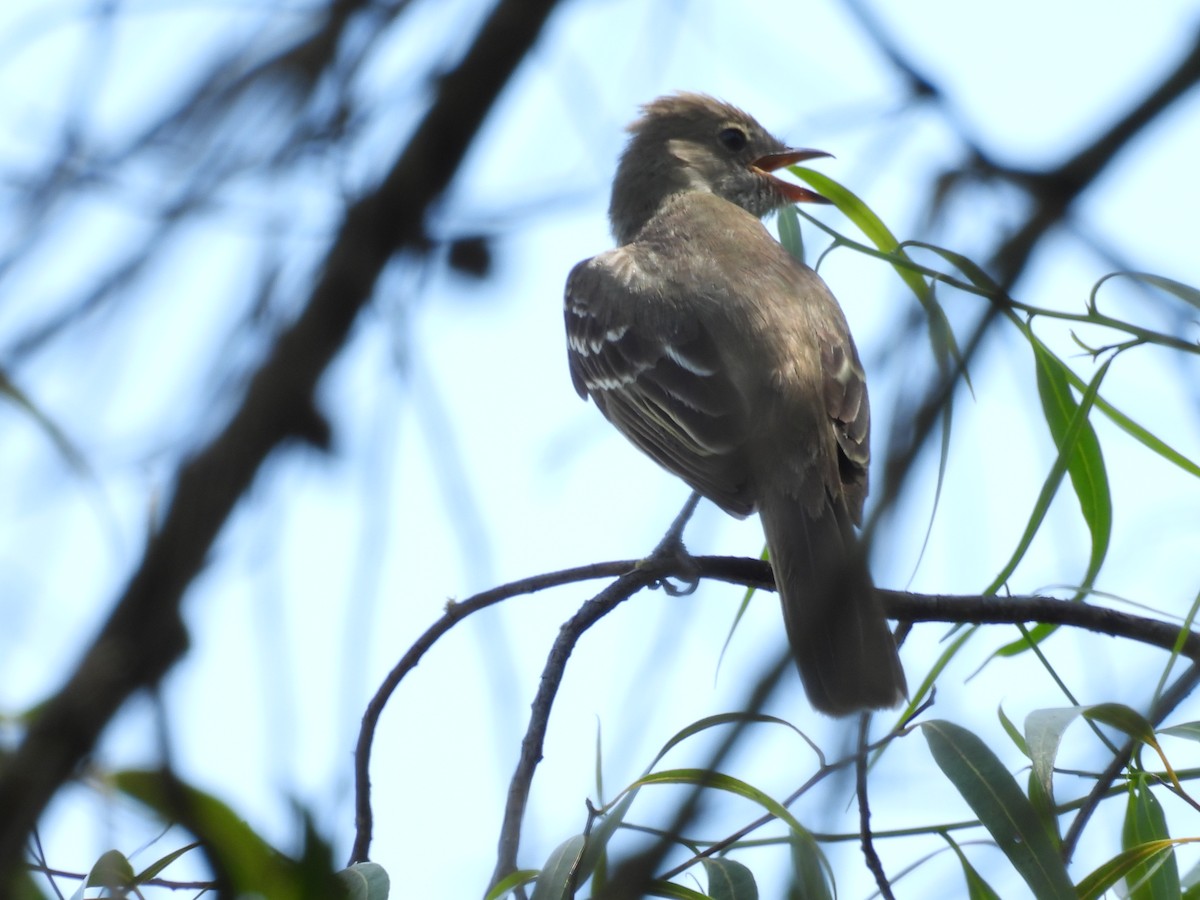 Large Elaenia - ML646931612