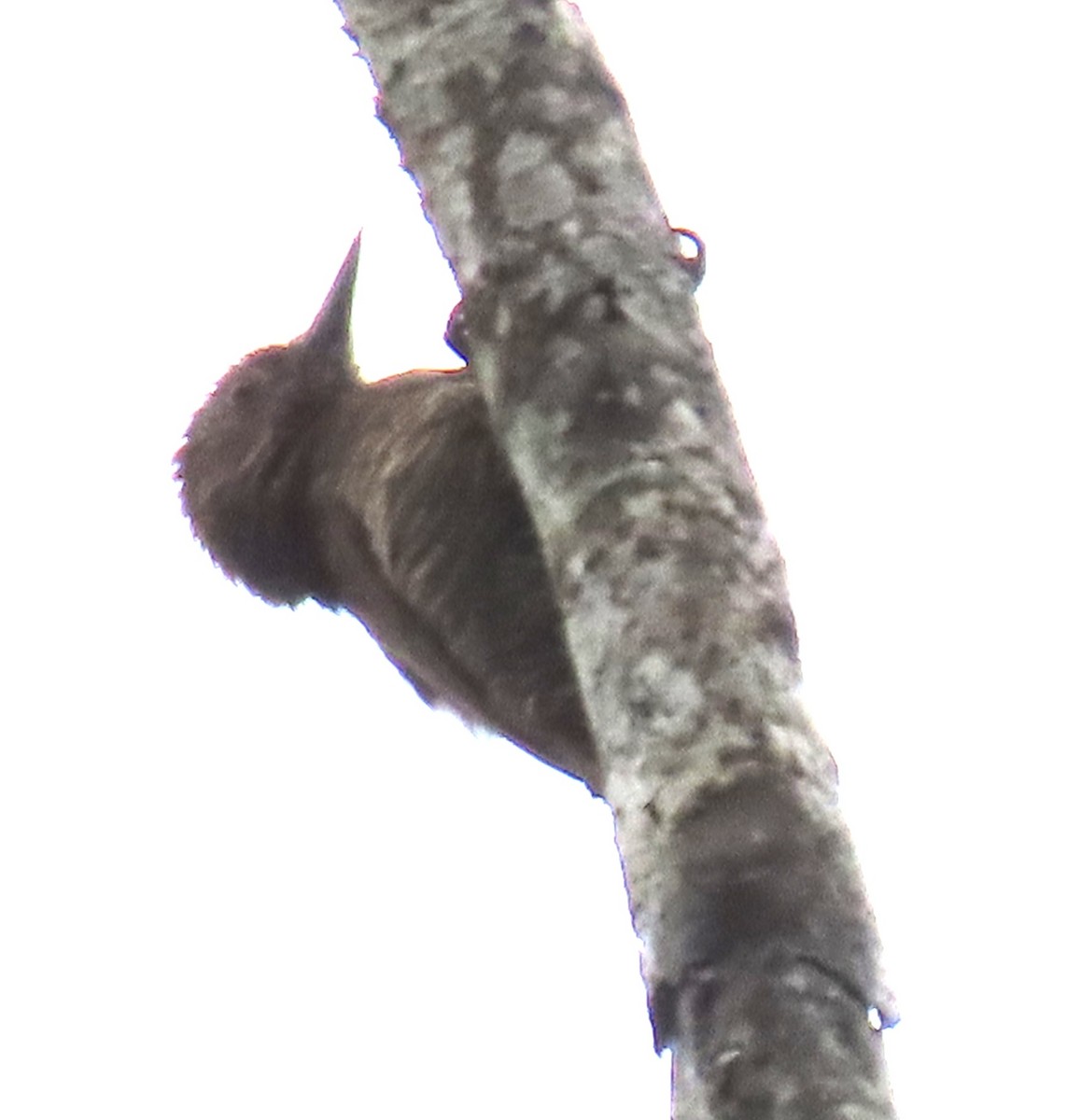 Red-rumped Woodpecker - ML646931613