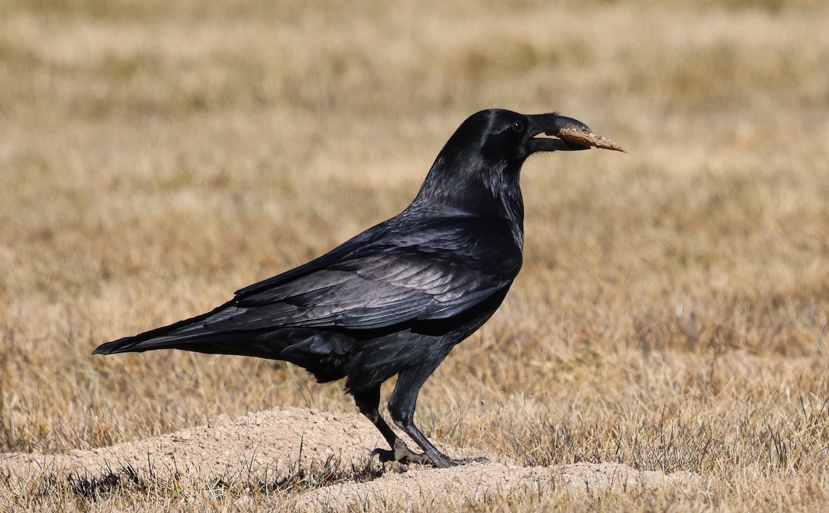 Cuervo Grande - ML646931620