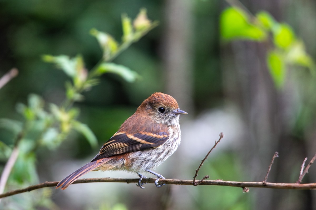 Blue-billed Black-Tyrant - ML646931621