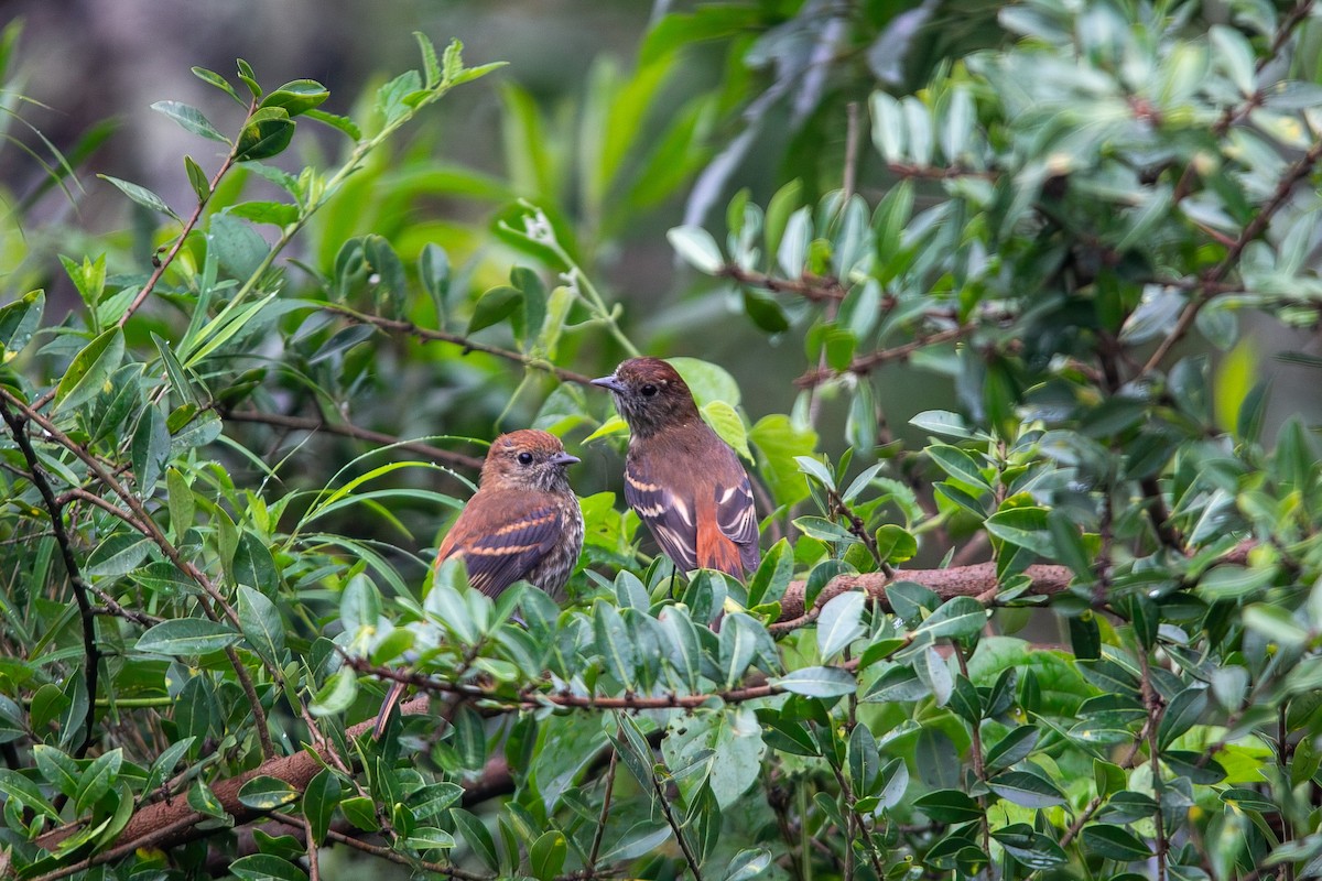 Blue-billed Black-Tyrant - ML646931622
