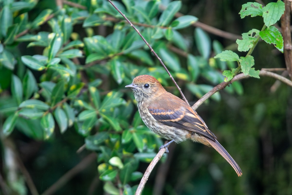 Blue-billed Black-Tyrant - ML646931623