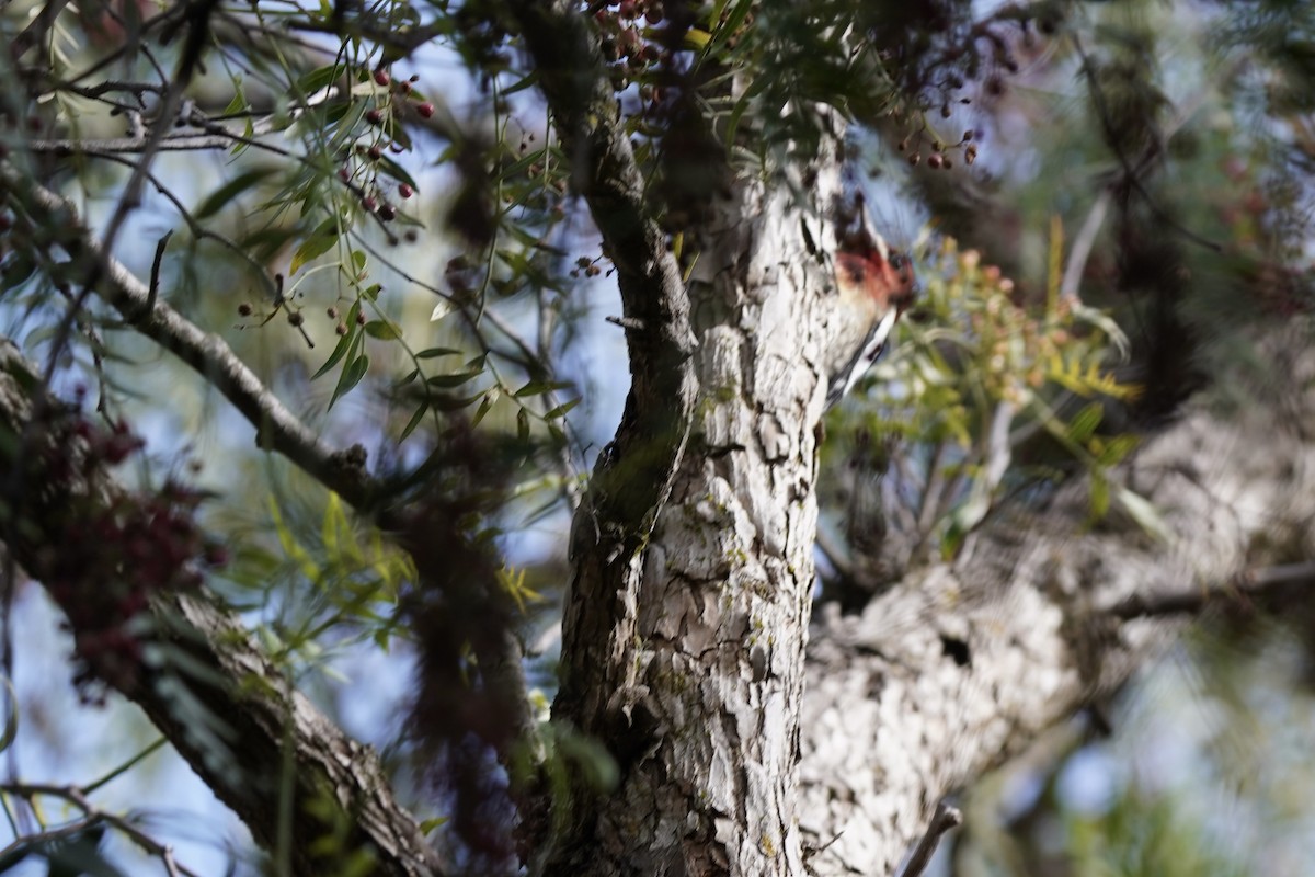 rødbrystsevjespett - ML646931625