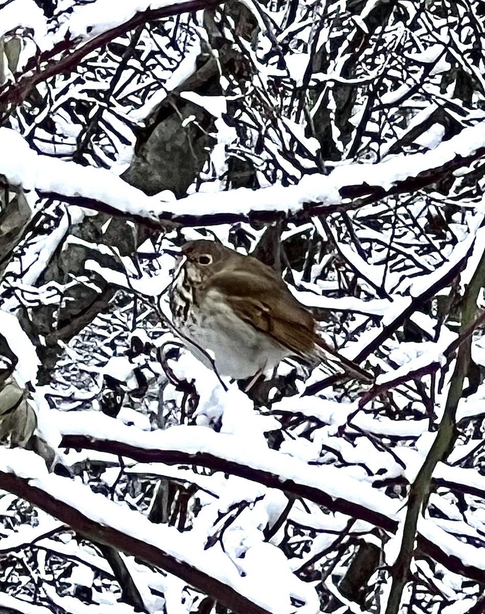 eremittskogtrost (faxoni/crymophilus) - ML646931627