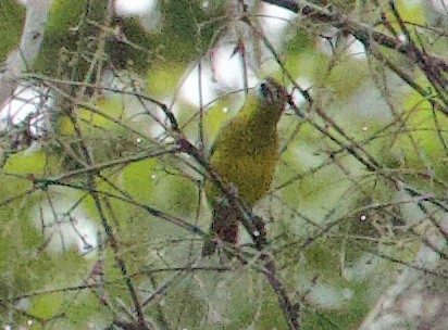 Golden-bellied Euphonia - ML646931631