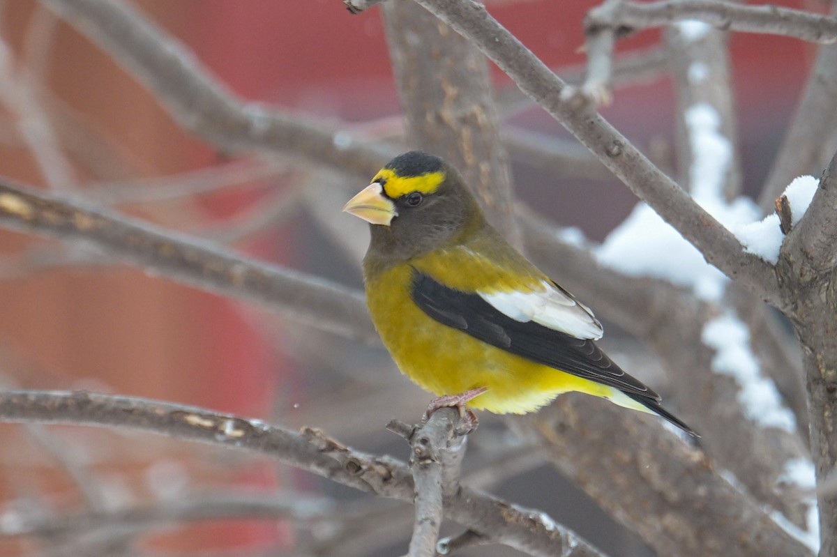 Mokolodi bekainoria - ML646931632