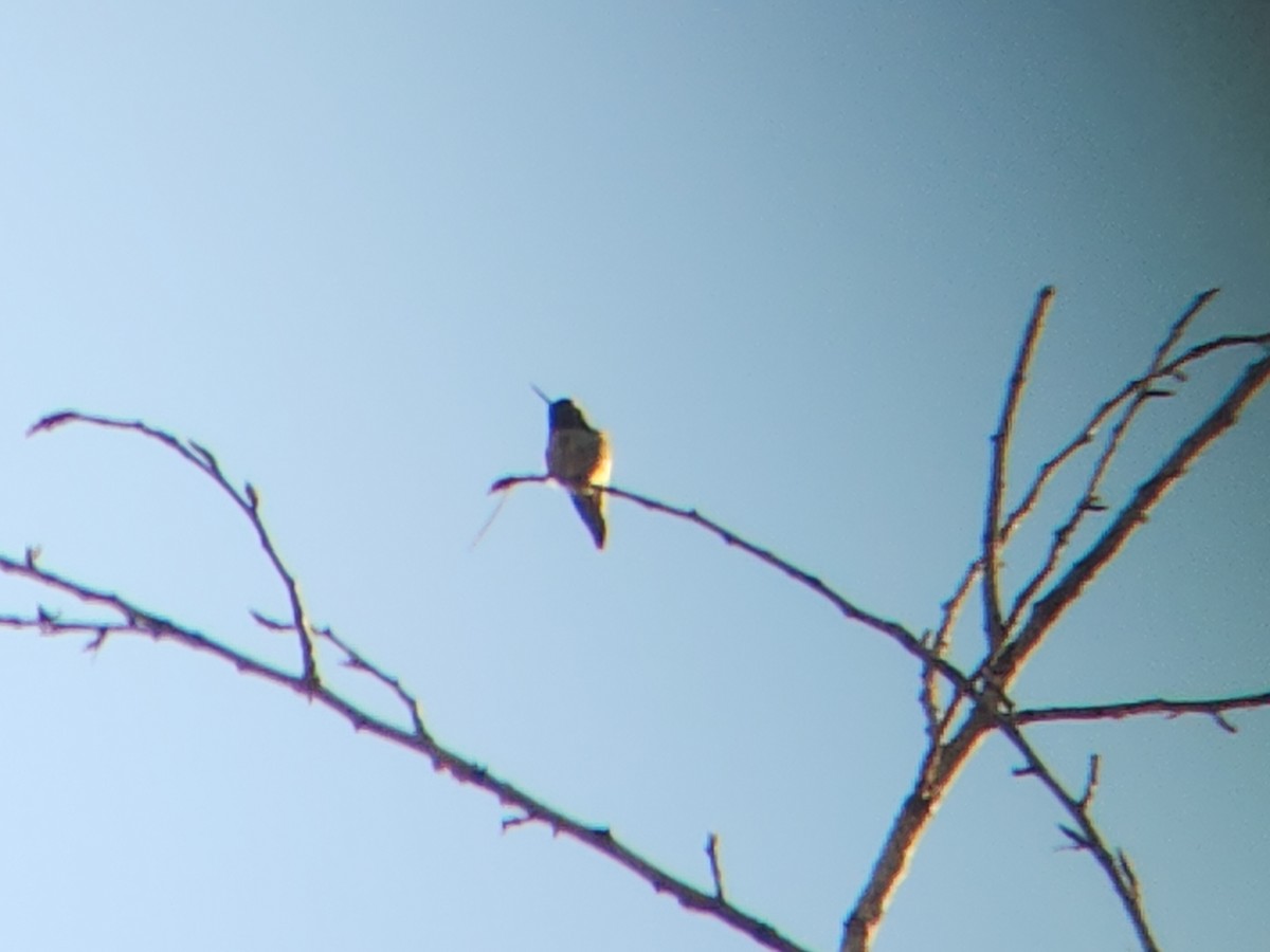 Anna's Hummingbird - ML646931635