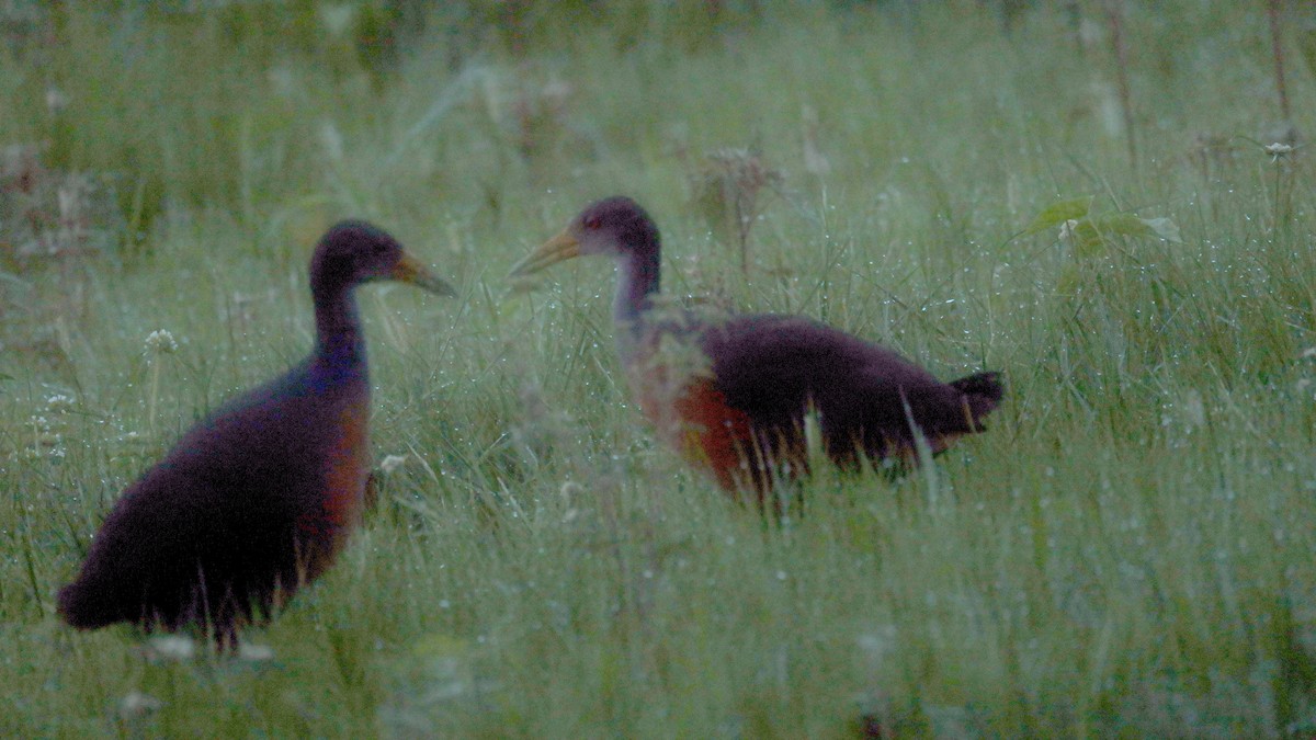 コンゴウモリクイナ - ML646931637