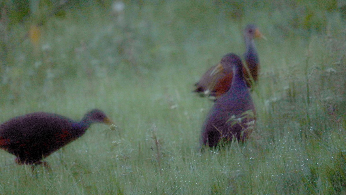 コンゴウモリクイナ - ML646931638