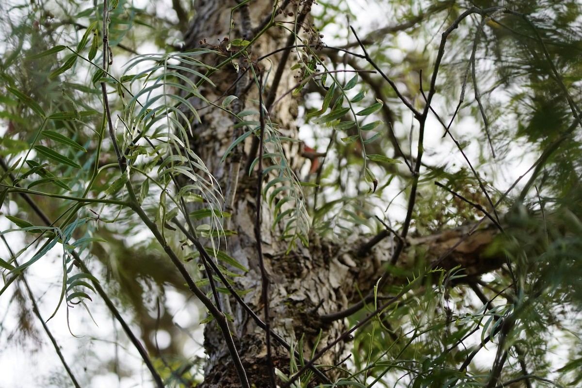 rødbrystsevjespett - ML646931639