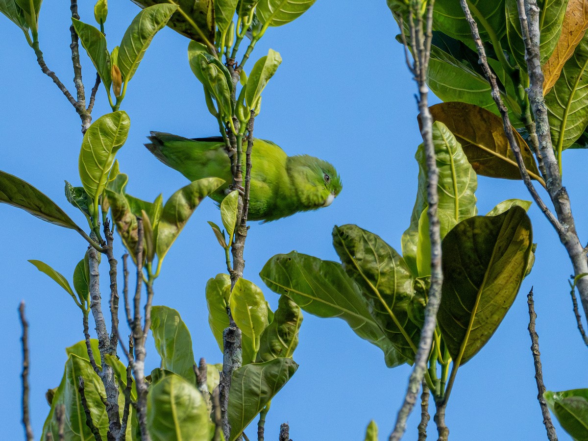 Toui de Spix - ML646931641