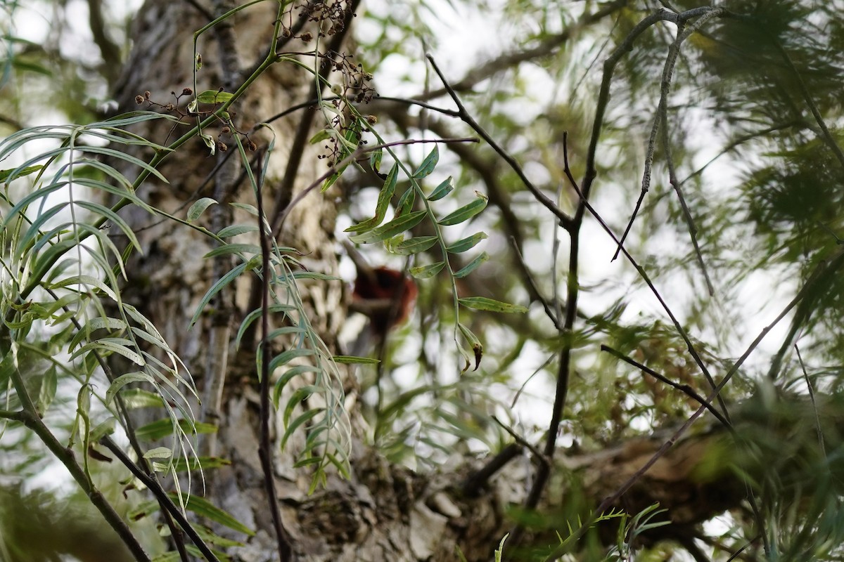 rødbrystsevjespett - ML646931646