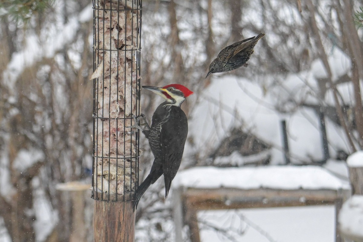 Pileated Woodpecker - ML646931647