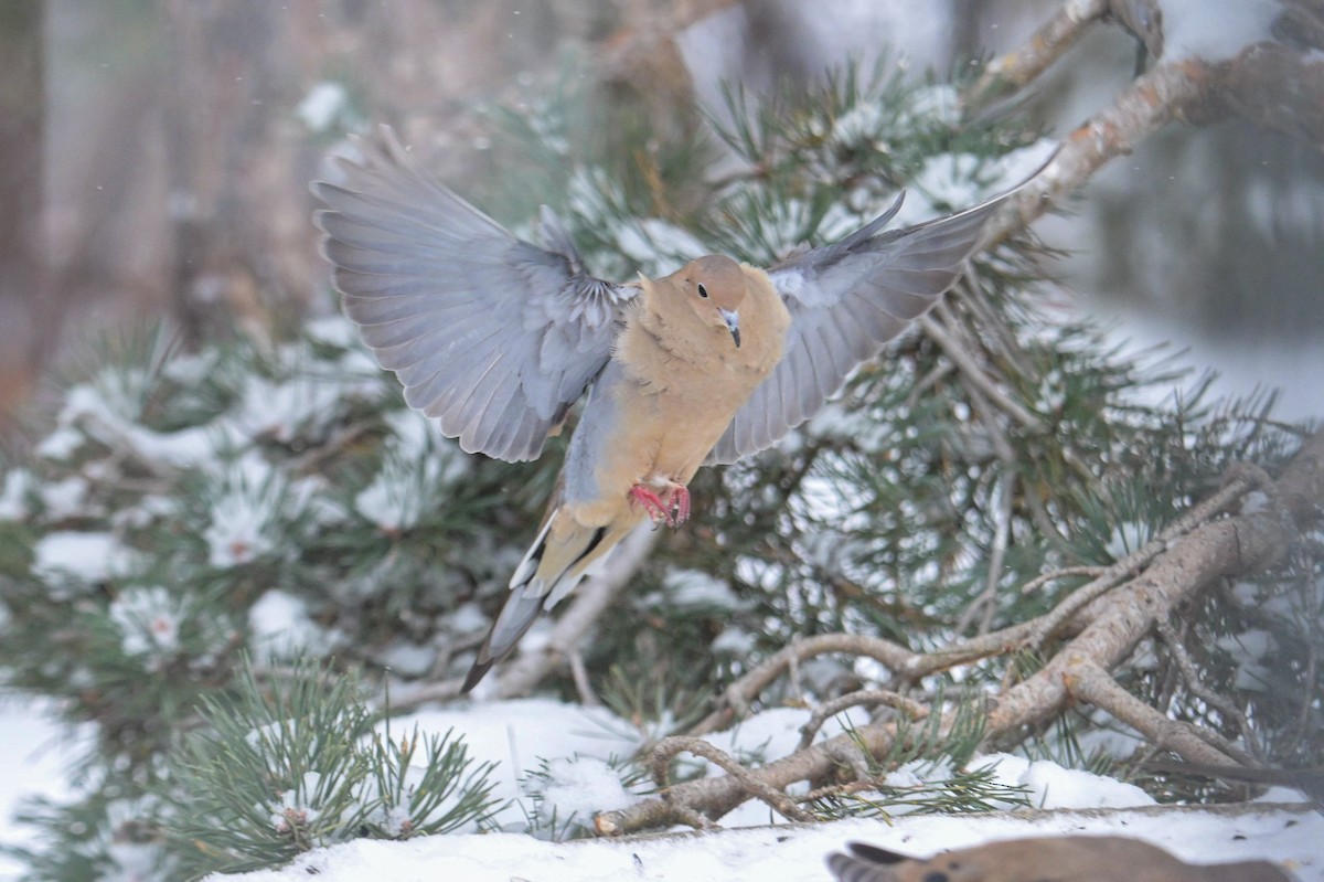 Zenaida arrunta - ML646931652