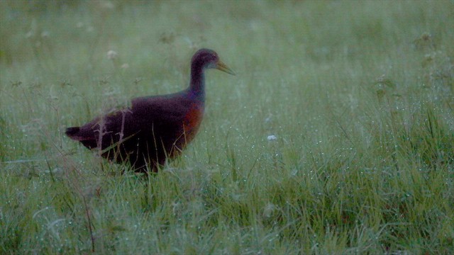 Пастушок сірошиїй - ML646931653