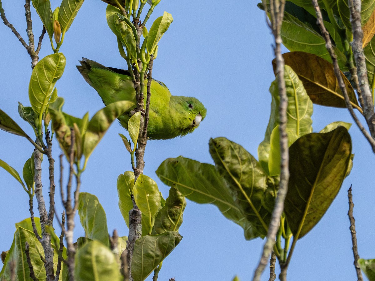 Toui de Spix - ML646931654