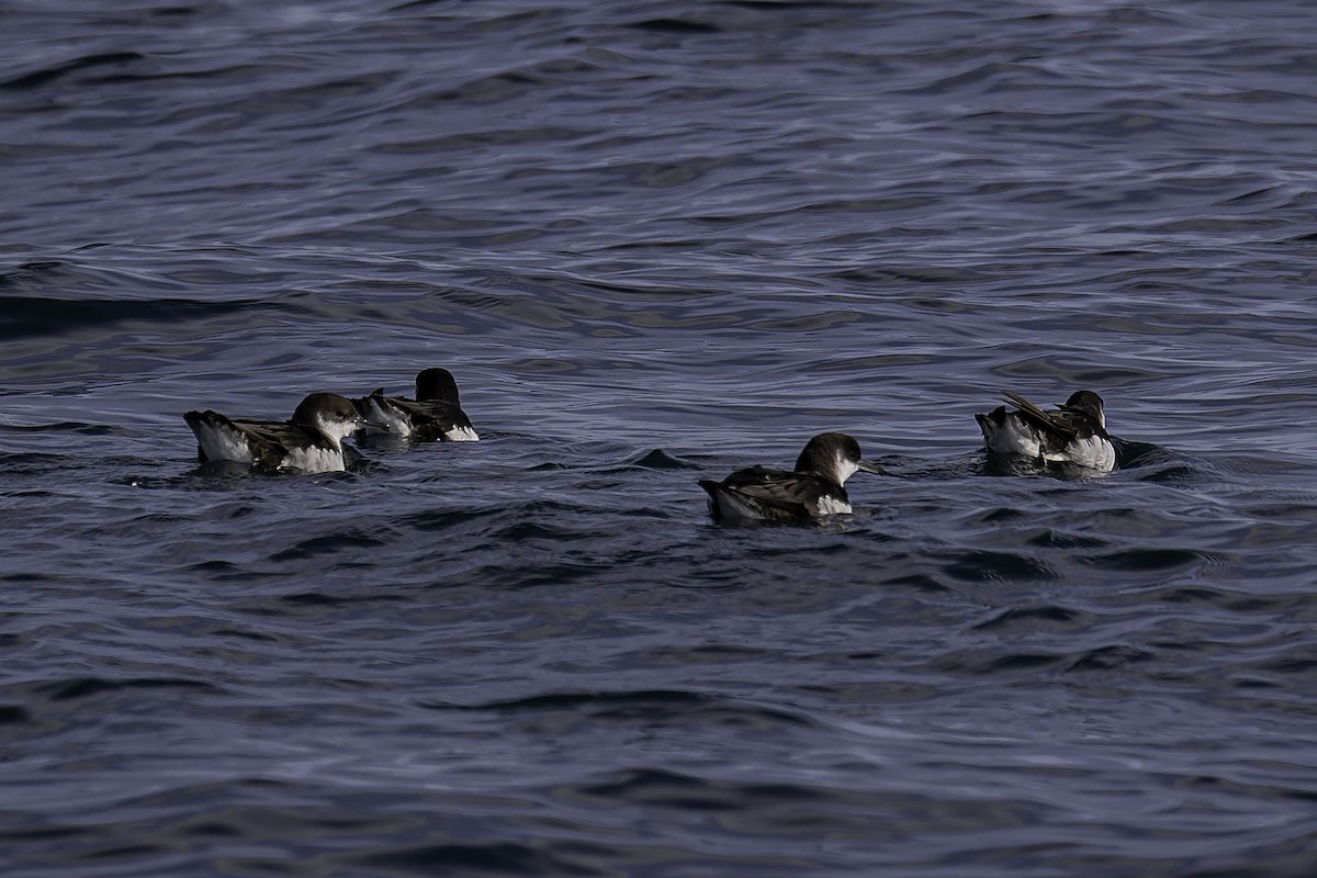 Manx Shearwater - ML646931656