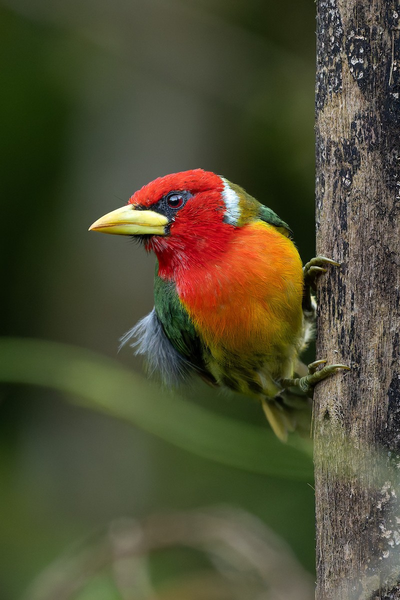 Red-headed Barbet - ML646931658