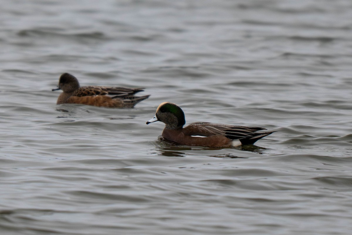 American Wigeon - ML646931659