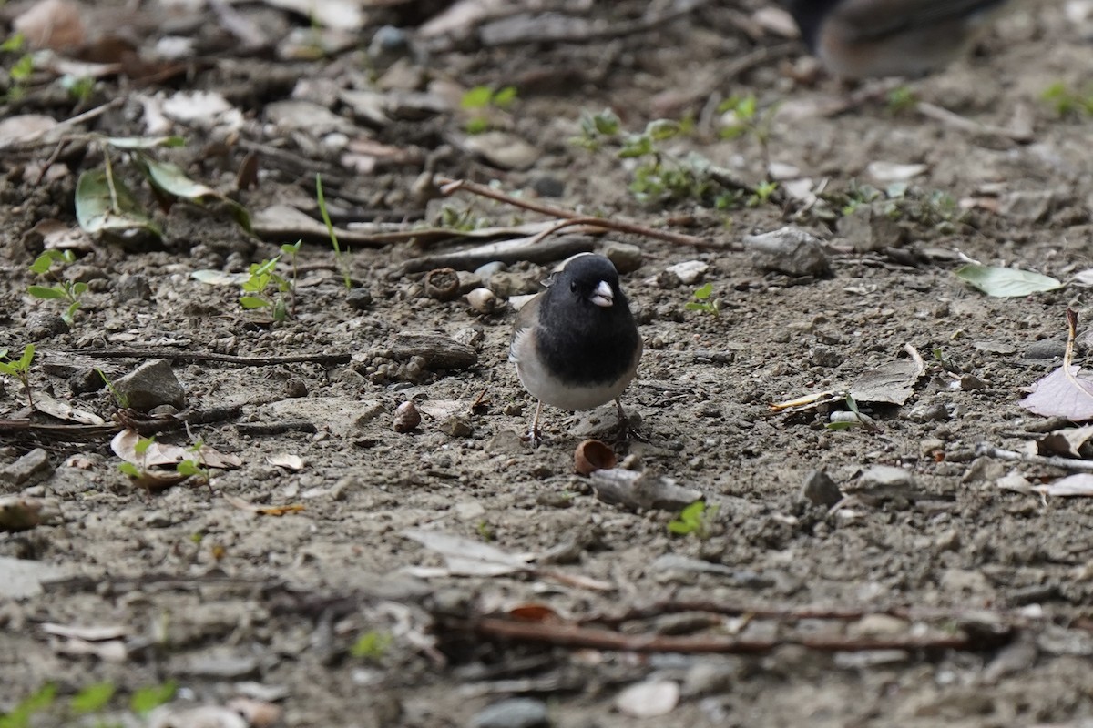 vinterjunko - ML646931661