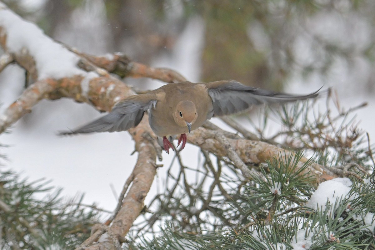 Zenaida arrunta - ML646931663